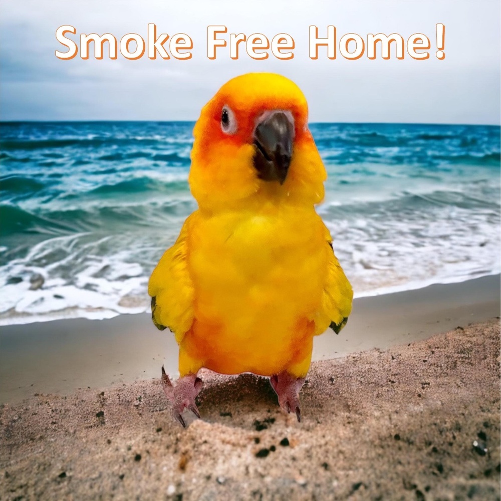 🐥 Sunny 🐥 says, “SMOKE FREE HOME!!!”
